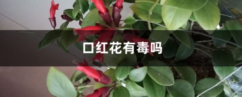 口红花有毒吗