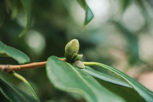 茶花