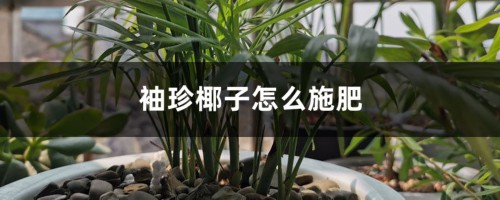 袖珍椰子怎么施肥