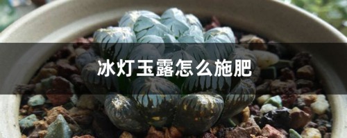 冰灯玉露怎么施肥