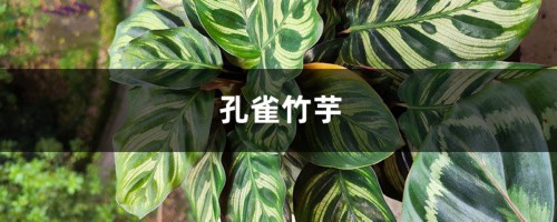 孔雀竹芋怎么浇水？这样浇水叶子绿油油！